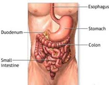 Colon Health with Vitamins and Supplements