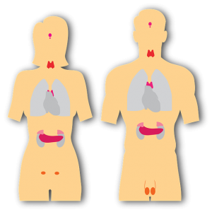 chart of endocrine system